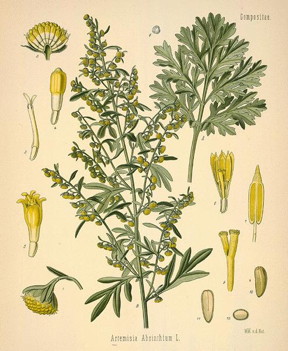Artemisia